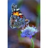 New Hot Sale Canvas Butterfly Full Drill - 5D Diy Diamond Painting Kits