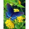 Full Drill - 5D DIY Diamond Painting Kits Blue Color Butterfly