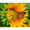 Full Drill - 5D DIY Diamond Painting Kits Wonderful Butterfly Flower