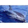 New Hot Sale Decoration Animal Dolphin Full Drill - 5D Diy Diamond Painting Kits