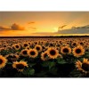 Full Drill - 5D DIY Diamond Painting Kits Sunset Plant Sunflower Field