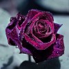 Full Drill - 5D DIY Diamond Painting Kits Romantic Rose