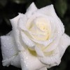 Full Drill - 5D DIY Diamond Painting Kits Romantic White Rose