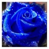 Full Drill - 5D DIY Diamond Painting Kits Beautiful Blue Rose