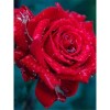 Hot Sale Home Decor Red Rose Full Drill - 5D Diy Diamond Painting Kits Flowers
