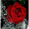 Red Rose Flower Full Drill - Full Drill - 5D DIY Diamond Painting Kits