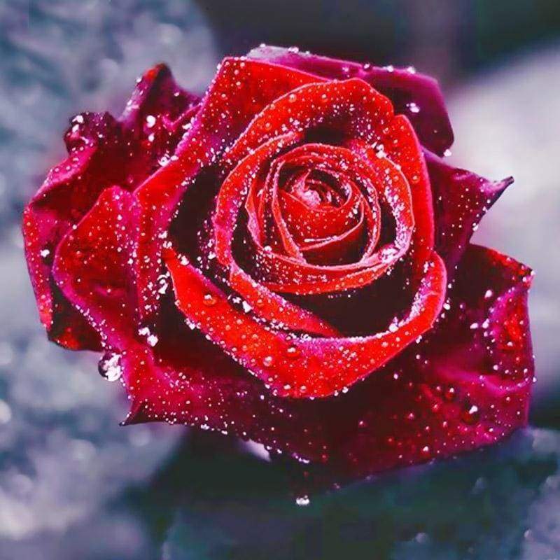 Dream Red Rose Full ...