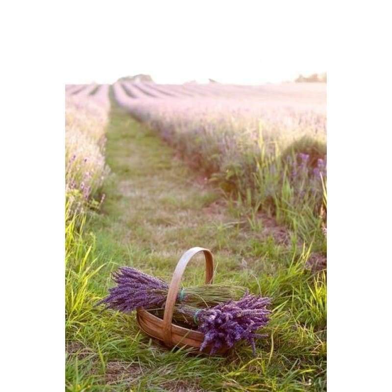 Lavender Fields Full...