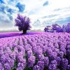 New Hot Sale Lavender Fields Picture Full Drill - 5D Diamond Painting Kits