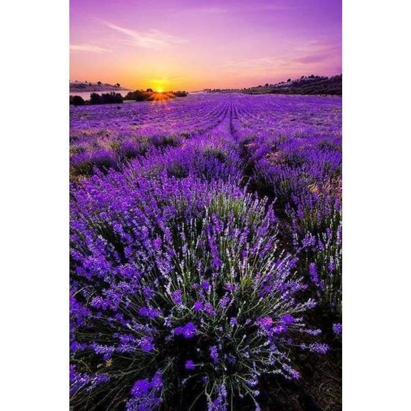 Lavender Fields Full...