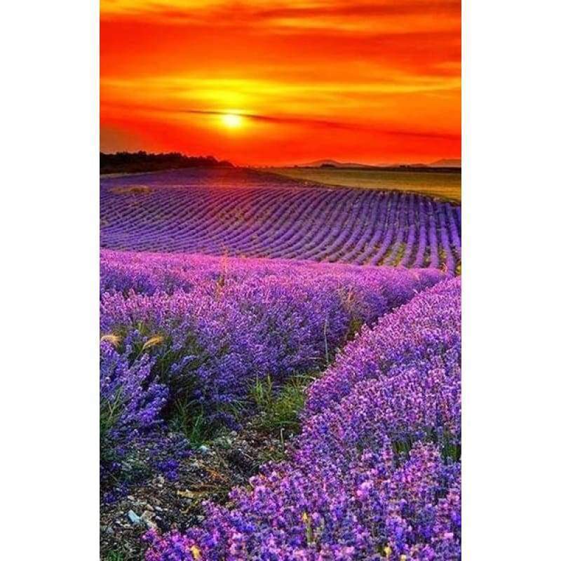 Dream Lavender Field...