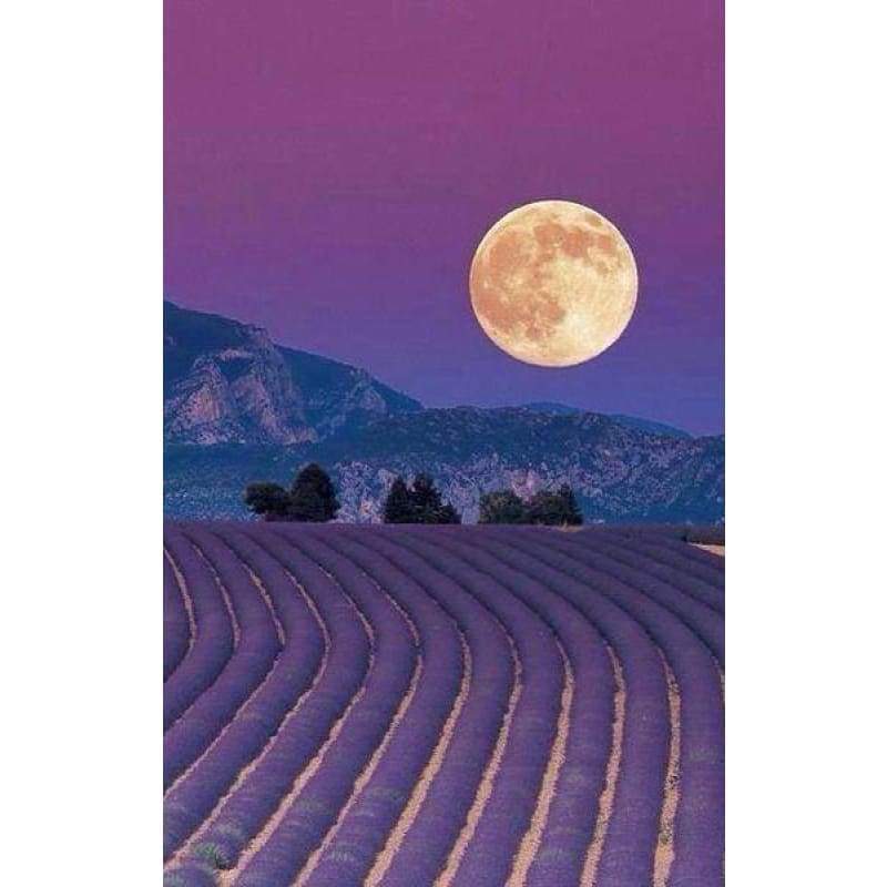 Dream Lavender Field...