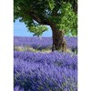 Full Drill - 5D DIY Diamond Painting Kits Purple Lavender Fields Tree