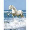 New Hot Sale White Horse Picture Full Drill - 5D Diy Diamond Painting Kits