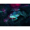 Full Drill - 5D DIY Diamond Painting Kits Colorful Different Frog