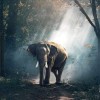 Full Drill - 5D DIY Diamond Painting Kits Elephant in the Forest