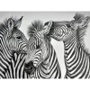 Full Drill - 5D DIY Diamond Painting Kits Black White Zebras