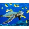 Full Drill - 5D DIY Diamond Painting Kits Mosaic Turtle in the Sea