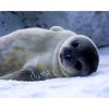 Full Drill - 5D DIY Diamond Painting Kits Cute Lying Seal