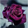 Full Drill - 5D DIY Diamond Painting Kits Wine Red Rose Flower