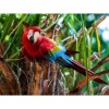 Full Drill - 5D DIY Diamond Painting Kits Cute Parrot