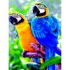 Full Square Drill Cute Parrot Full Drill - 5D Diy Diamond Painting Kits