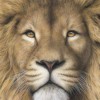 Full Drill - 5D DIY Diamond Painting Kits Cartoon Lion Face