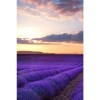 Full Drill - 5D DIY Diamond Painting Kits Beautiful Lavender Field Sunset