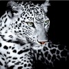 Full Drill - 5D DIY Diamond Painting Kits Black White Animal Portrait Leopard
