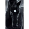 Modern Art Animal Black Horse Pattern Full Drill - 5D Diy Diamond Painting Kits
