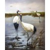 Full Drill - 5D Diamond Painting Kits Crowned Cranes in the Lake